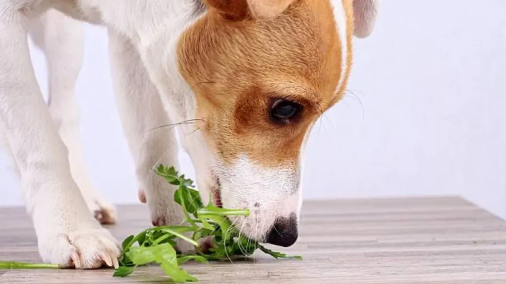 Is Celery Good for Dogs