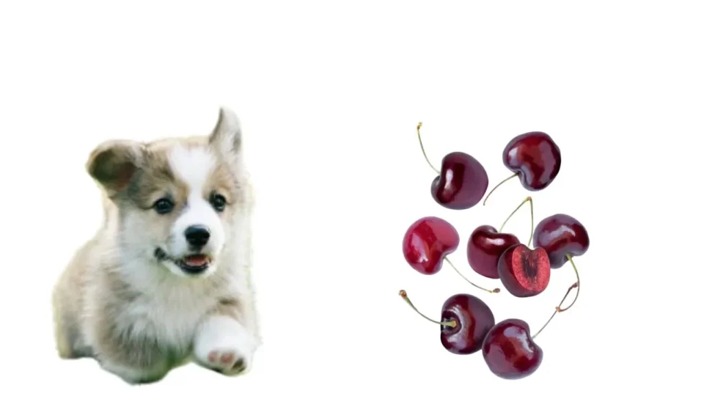 Can Dogs Eat Cherries (2)