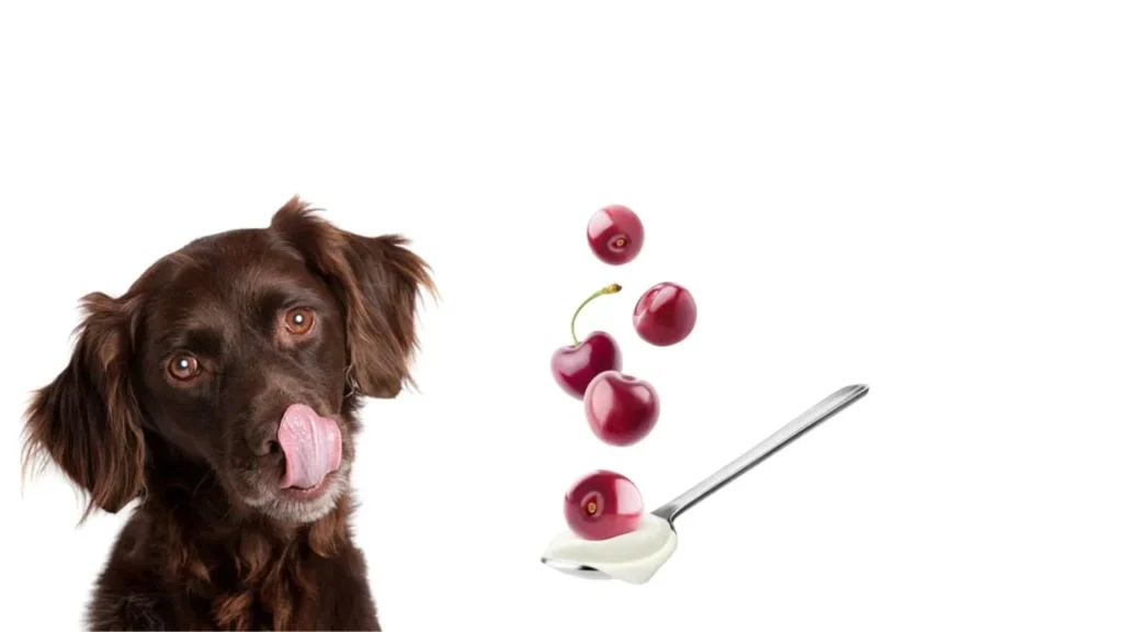 Can Dogs Eat Cherries (4)