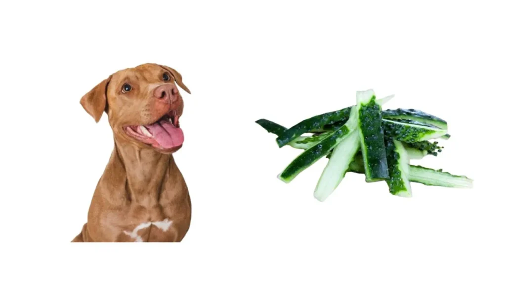 Can Dogs Eat Cucumbers (2)