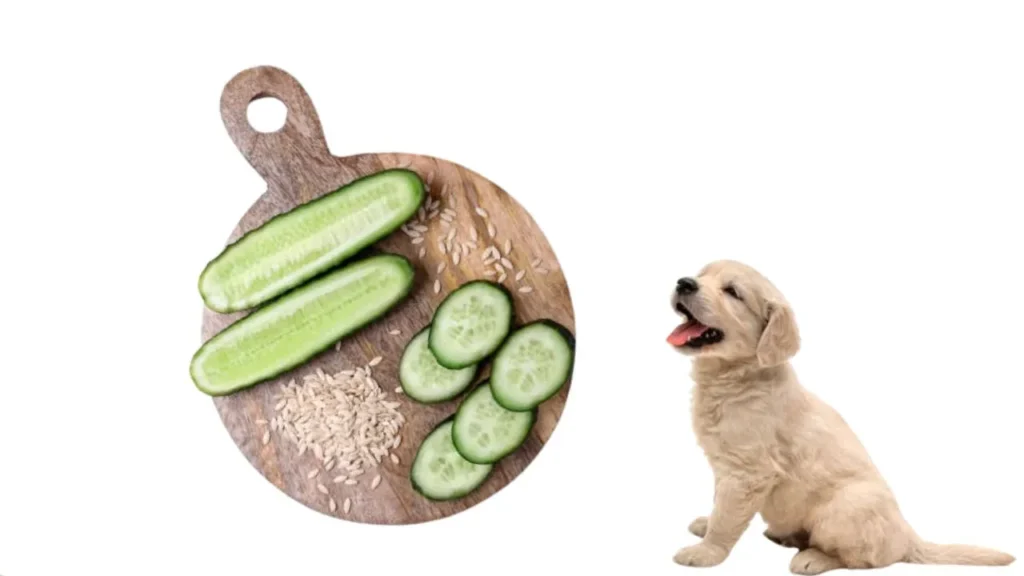 Can Dogs Eat Cucumbers (4)