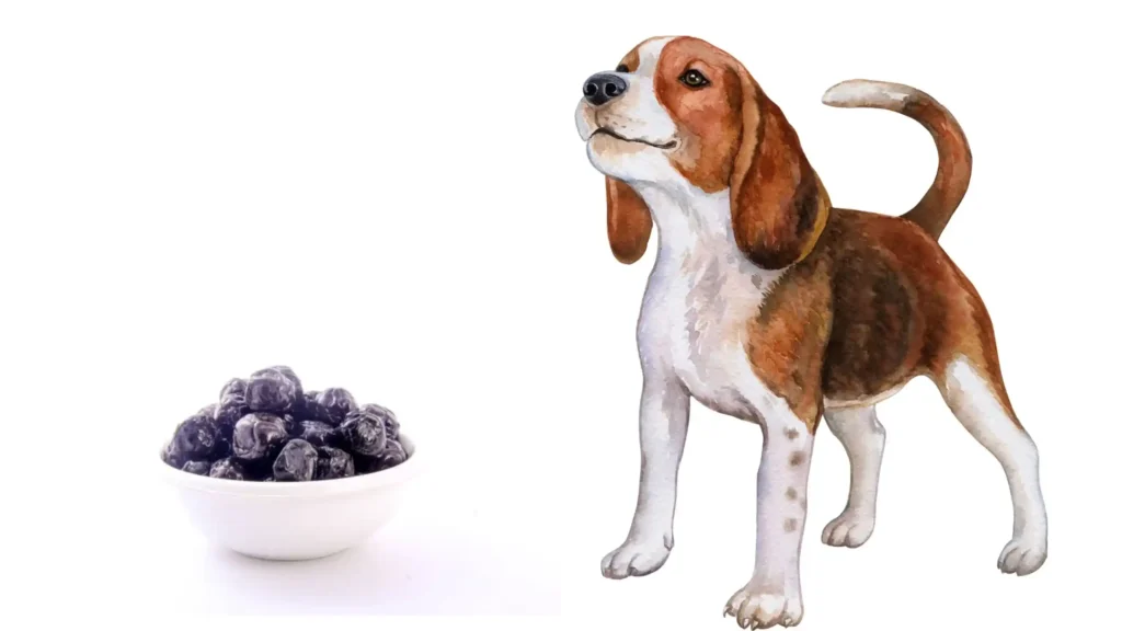Can Dogs Eat Dried Blueberries