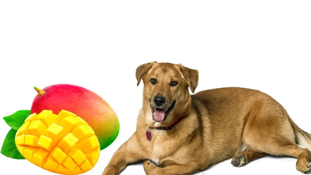 Can Dogs Eat Mango