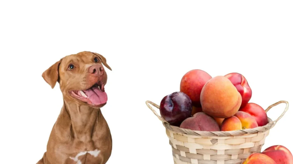 Can Dogs Eat Peaches (2)