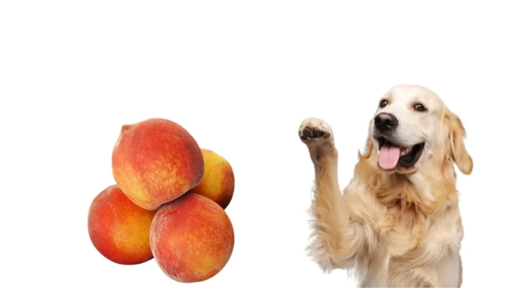Can Dogs Eat Peaches (3)
