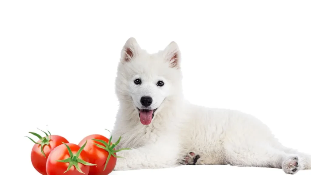 Can Dogs Eat Tomatoes