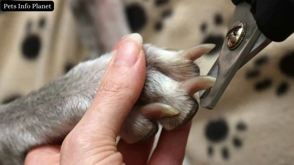 How To Cut Dog Nails? A Comprehensive Guide 2024