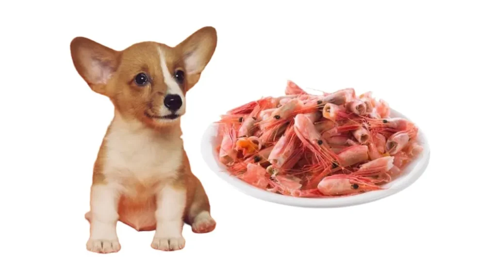 can dogs eat shrimp 