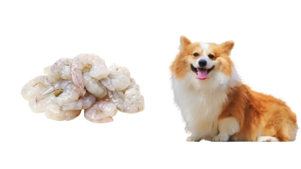 can dogs eat shrimp 