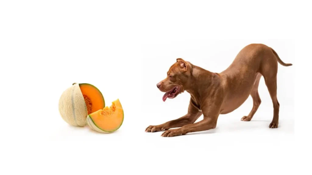 Can Dogs Eat Cantaloupe