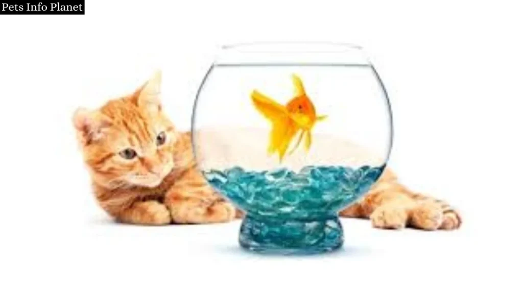 Can Cats Eat Goldfish