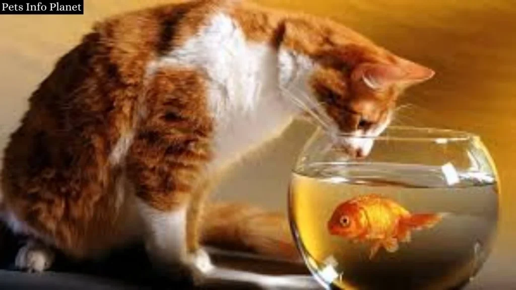 Can Cats Eat Goldfish? A Comprehensive Guide 2024

