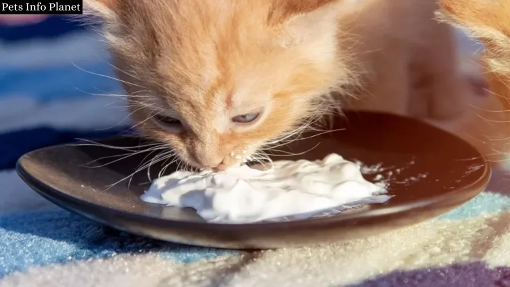 Can Cats Eat Sour Cream? A Comprehensive Guide 2024