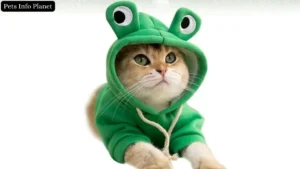 cat hoodie