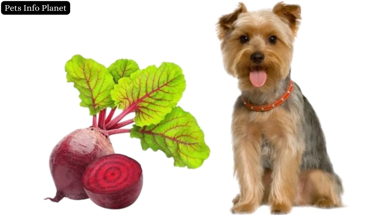 Can Dogs Eat Beets