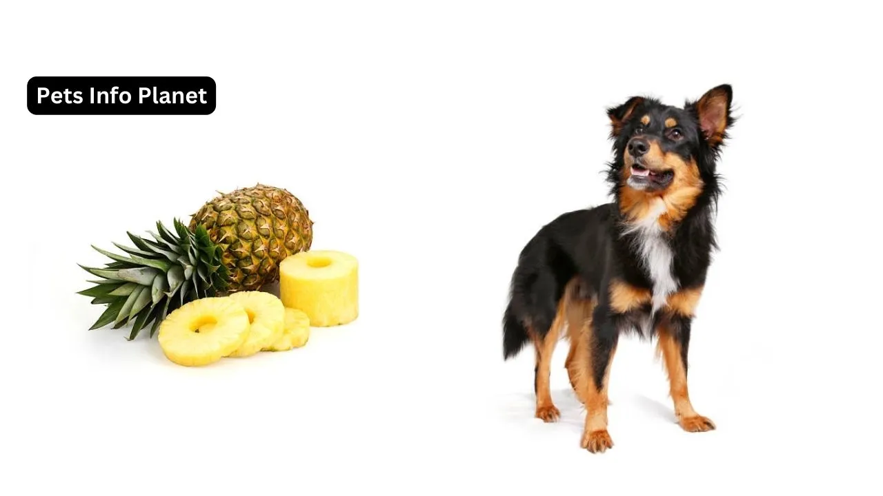 Can dogs eat pineapple