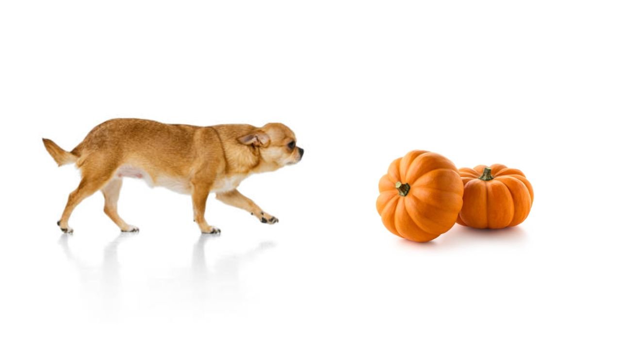 Can Dogs Eat Pumpkin
