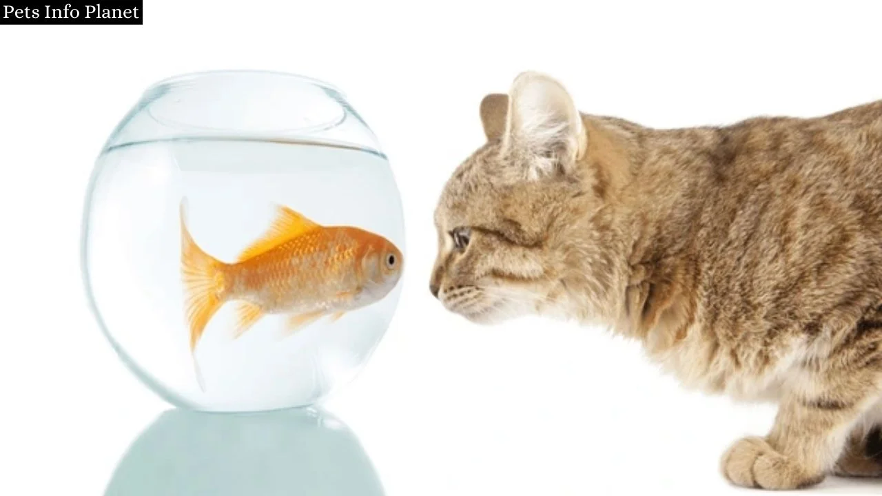 Can Cats Eat Goldfish