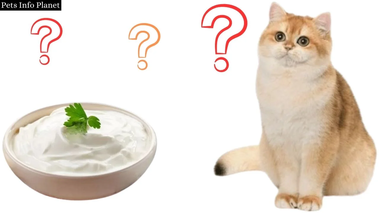 Can Cats Eat Sour Cream