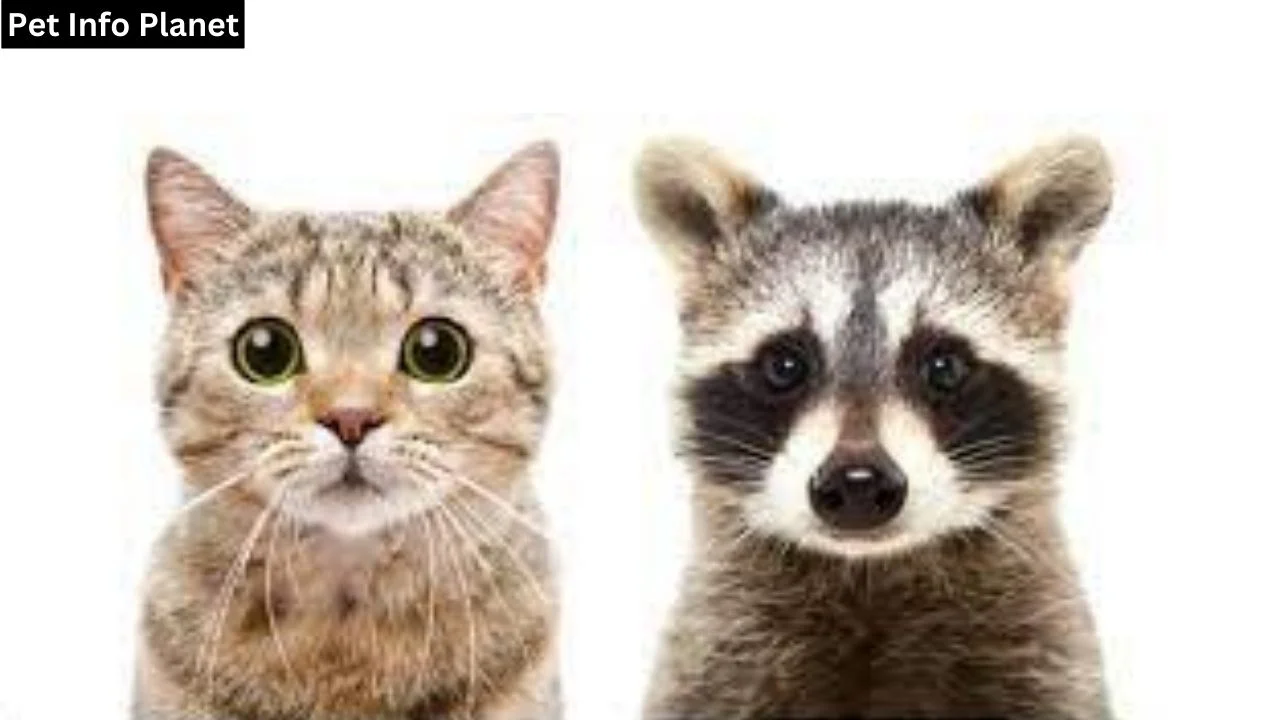 Do raccoons eat cats